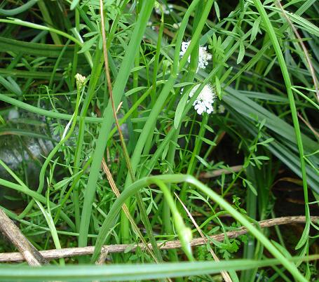 Oenanthe fistulosa / Finocchio acquatico fistoloso