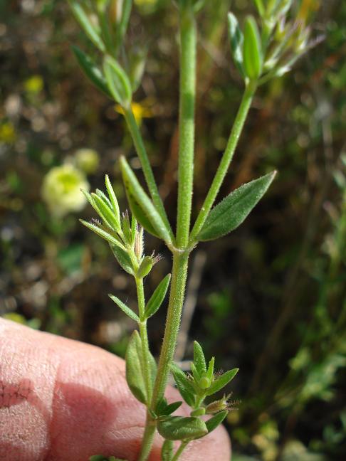 Micromeria graeca / Issopo meridionale