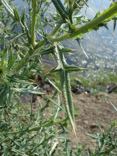 Cirsium vulgare