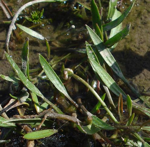 Baldellia ranunculoides