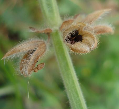 Salvia clandestina