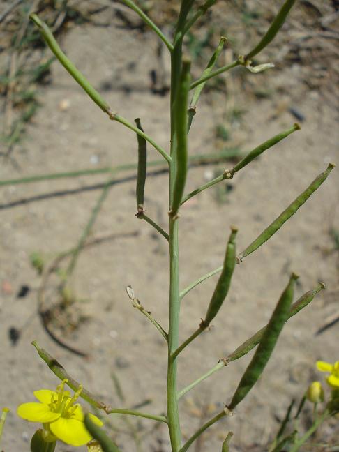 Diplotaxis tenuifolia / Ruchetta selvatica