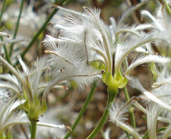 Clematis flammula