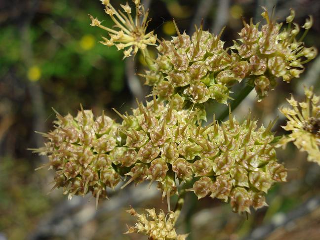 Oenanthe fistulosa / Finocchio acquatico fistoloso