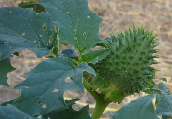 Datura stramonium