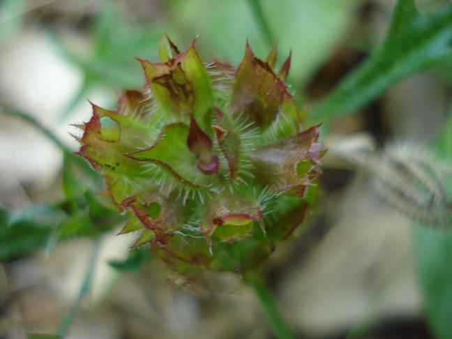 Prunella laciniata