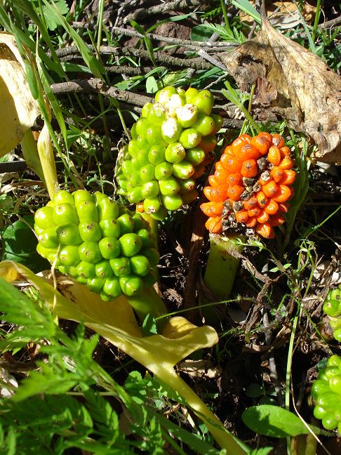 Arum pictum / gigaro sardo-corso