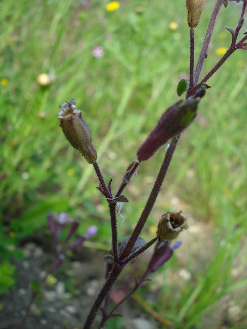 Silene fuscata / Silene scura