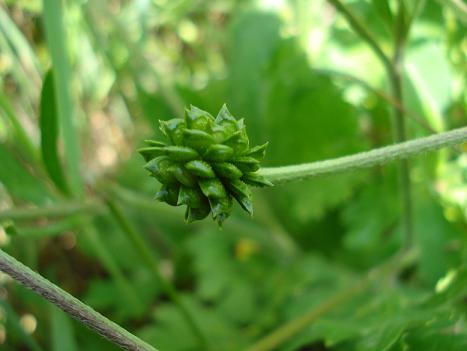 Ranunculus macrophyllus / Ranuncolo macrofillo