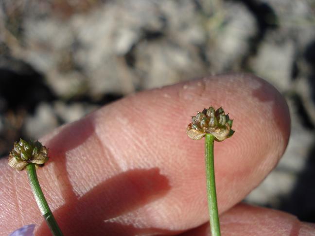 Baldellia ranunculoides