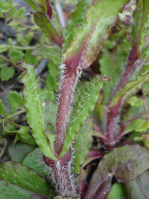 Silene fuscata / Silene scura