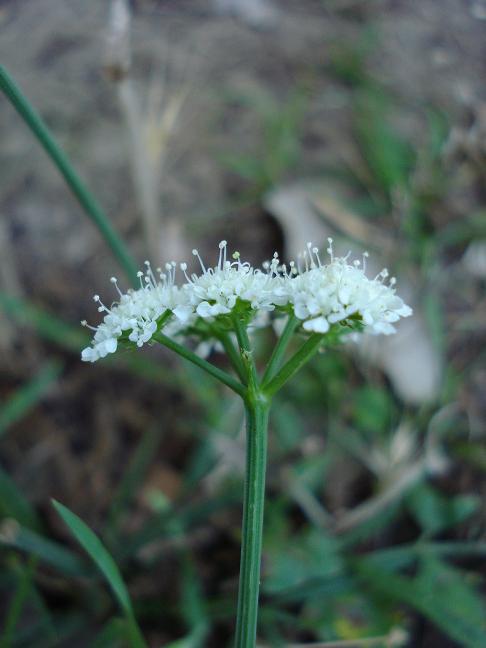 Oenanthe fistulosa / Finocchio acquatico fistoloso