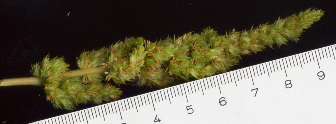 Amaranthus retroflexus L. / Amaranto comune