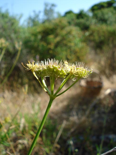 Oenanthe fistulosa / Finocchio acquatico fistoloso