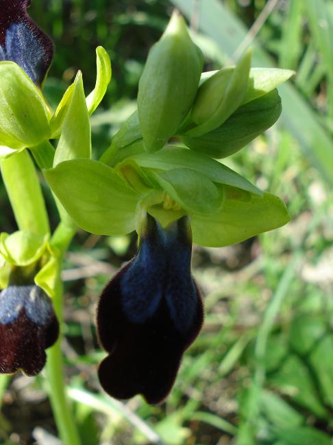 Ophrys iricolor subsp. eleonorae