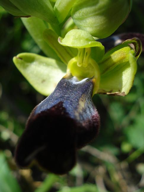 Ophrys iricolor subsp. eleonorae