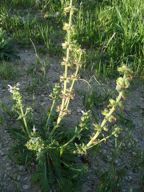 Salvia clandestina