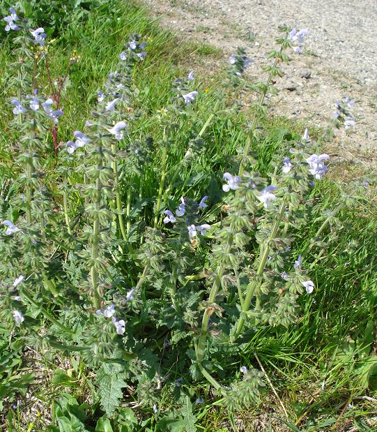 Salvia clandestina