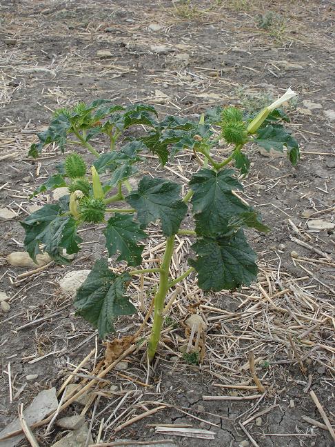 Datura stramonium