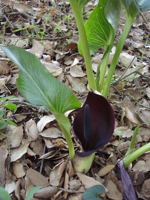 Arum pictum / gigaro sardo-corso