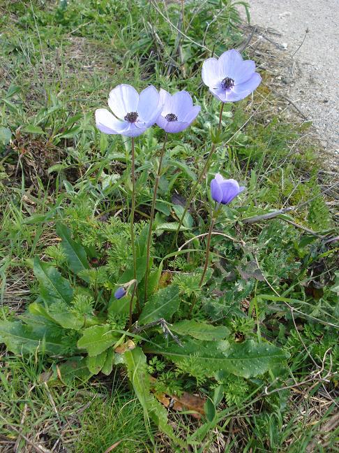 Anemone coronaria