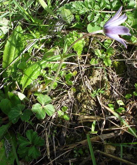 Anemone hortensis