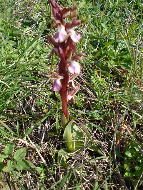 Orchidea da determinare