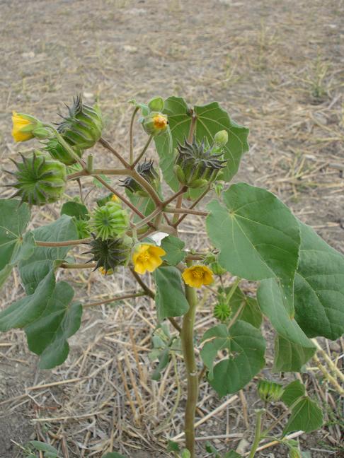 Abutilon theophrasti