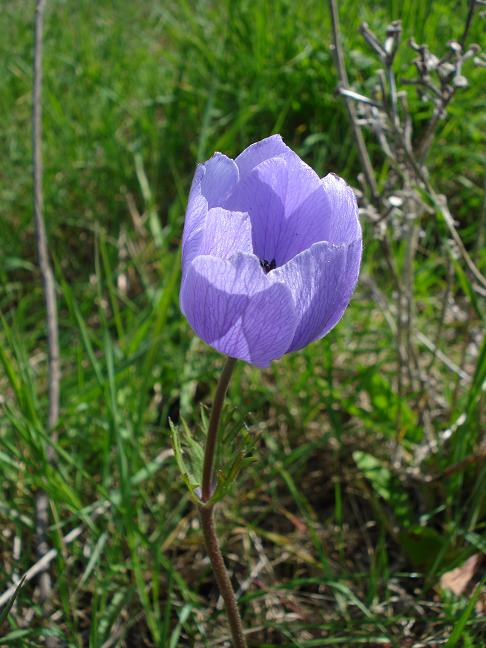 Anemone coronaria