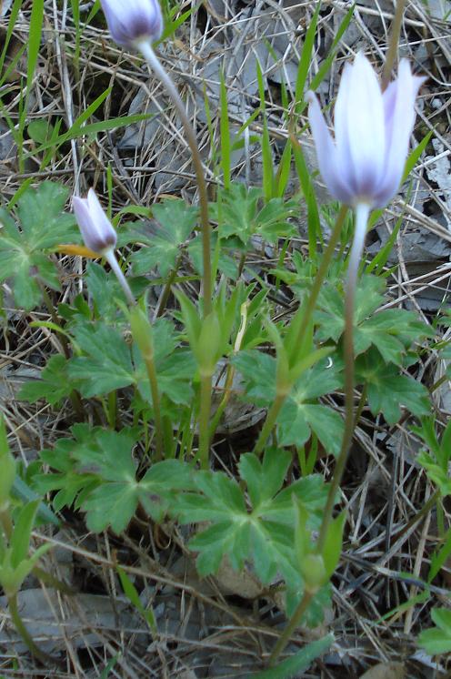 Anemone hortensis