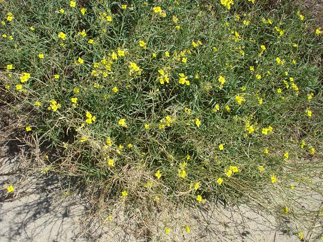 Diplotaxis tenuifolia / Ruchetta selvatica