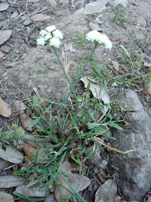 Oenanthe fistulosa / Finocchio acquatico fistoloso