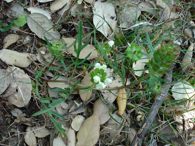 Prunella laciniata