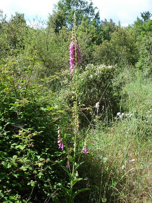 Digitalis purpurea / Digitale rossa