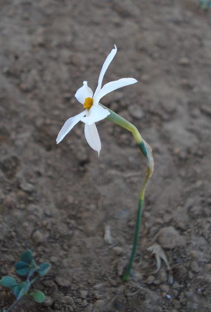 Narcissus serotinus / narciso autunnale