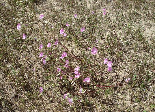 Malva punctata