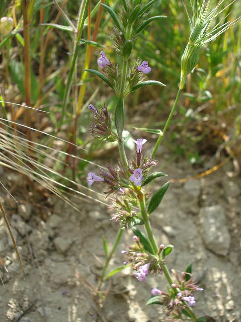 Micromeria graeca / Issopo meridionale