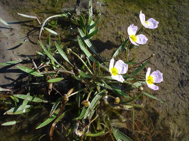 Baldellia ranunculoides