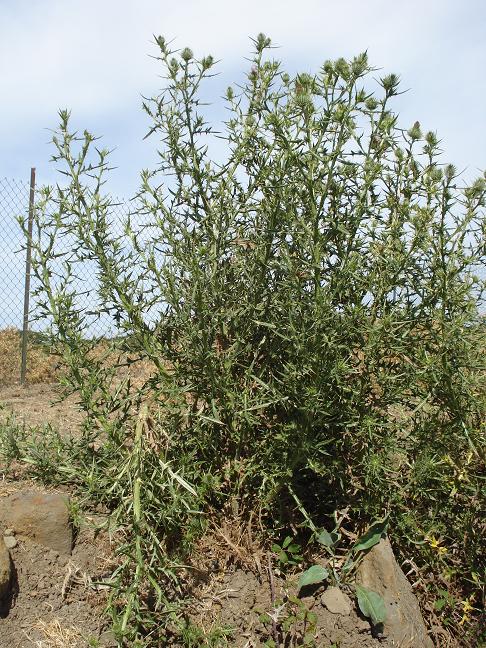 Cirsium vulgare