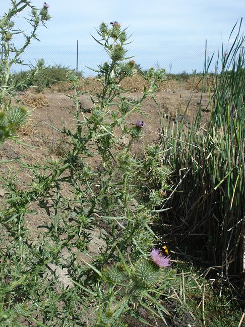 Cirsium vulgare