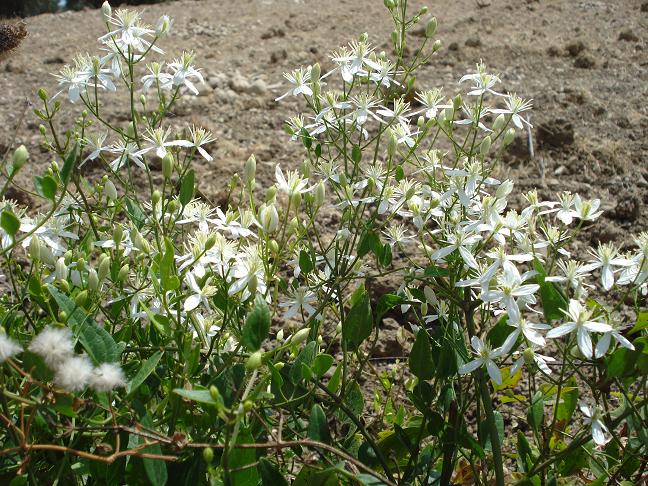 Clematis flammula