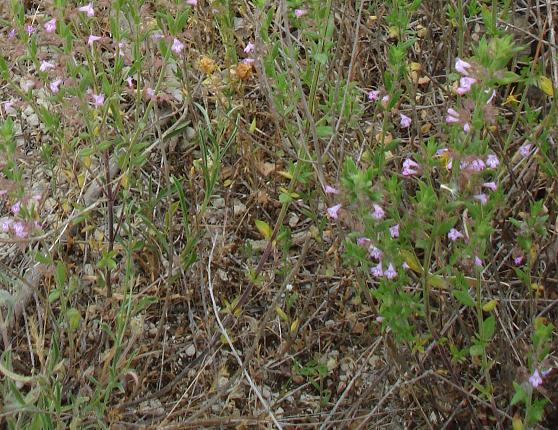 Micromeria graeca / Issopo meridionale