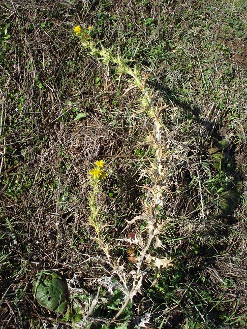 Scolymus hispanicus