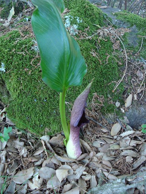 Arum pictum / gigaro sardo-corso