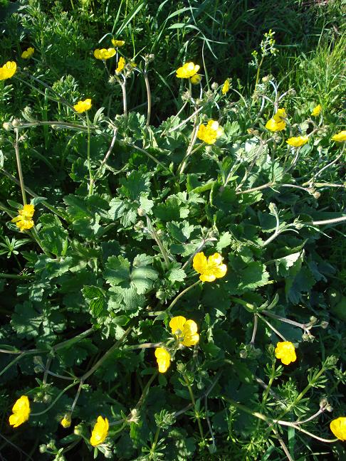 Ranunculus macrophyllus / Ranuncolo macrofillo