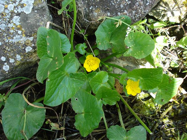 Ranunculus ficaria