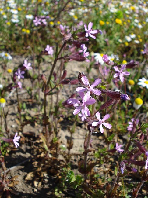 Silene fuscata / Silene scura