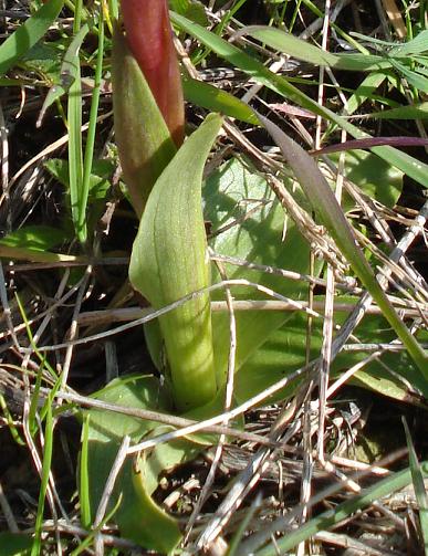 Orchidea da determinare