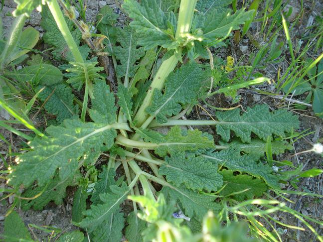 Salvia clandestina