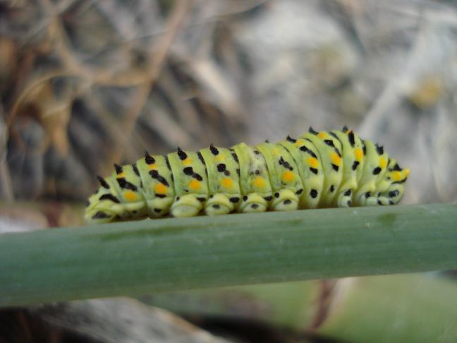 da identificare - Papilio machaon (larva)